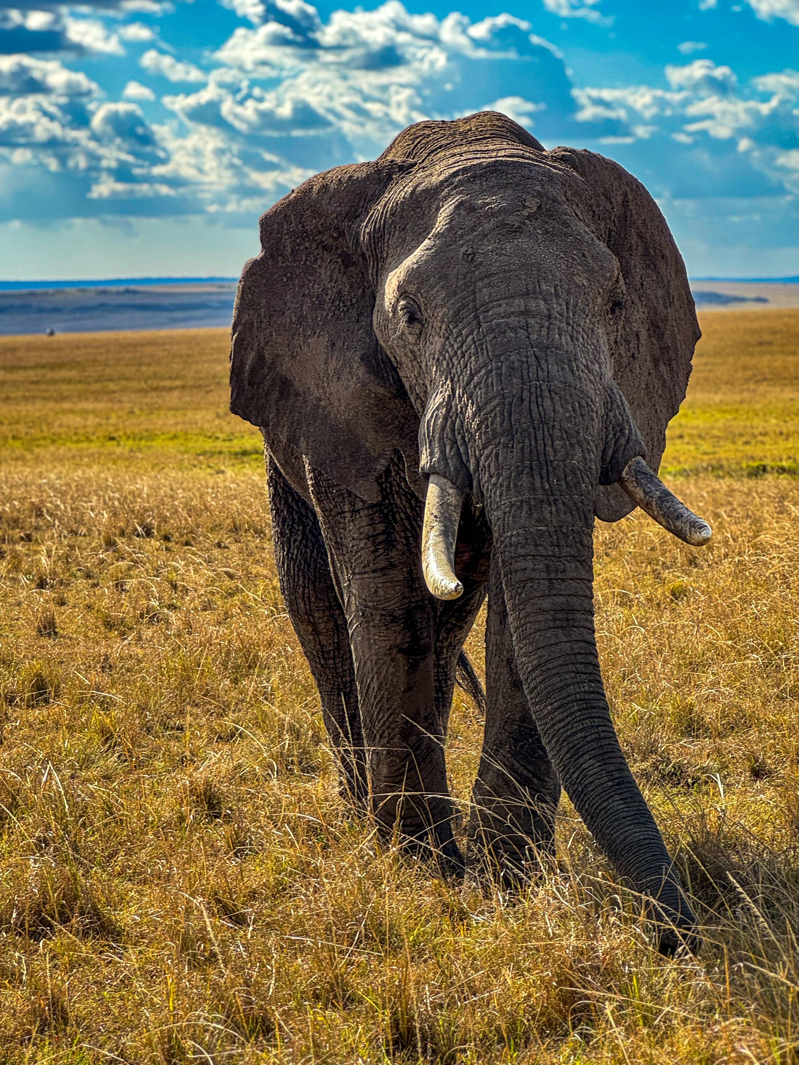 Sun, Sea & Safari Retreat in Kenya 2026